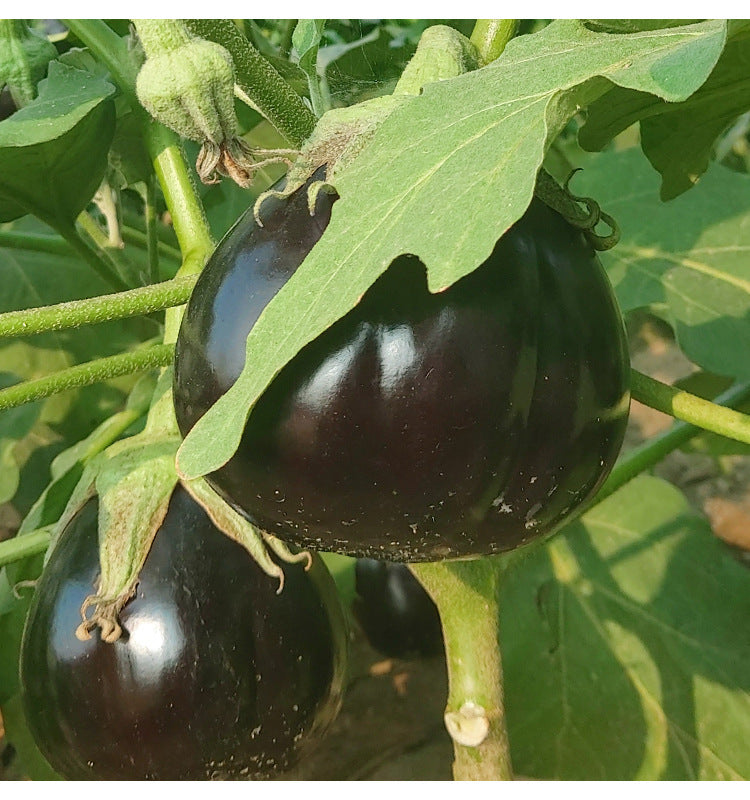 Black Purple Barbarella  Eggplant Seeds – 150 Repacked Seeds | Deep Purple Variety with Smooth Skin & Rich Flavor | Easy to Grow for Home Gardens