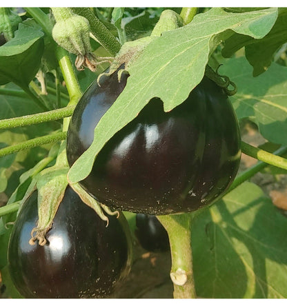 Black Purple Barbarella  Eggplant Seeds – 150 Repacked Seeds | Deep Purple Variety with Smooth Skin & Rich Flavor | Easy to Grow for Home Gardens