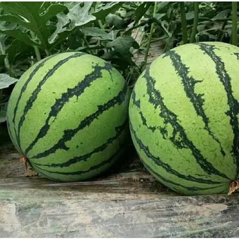 Round Seedless Watermelon Seeds – 15 Repacked Premium Seeds for Home Garden