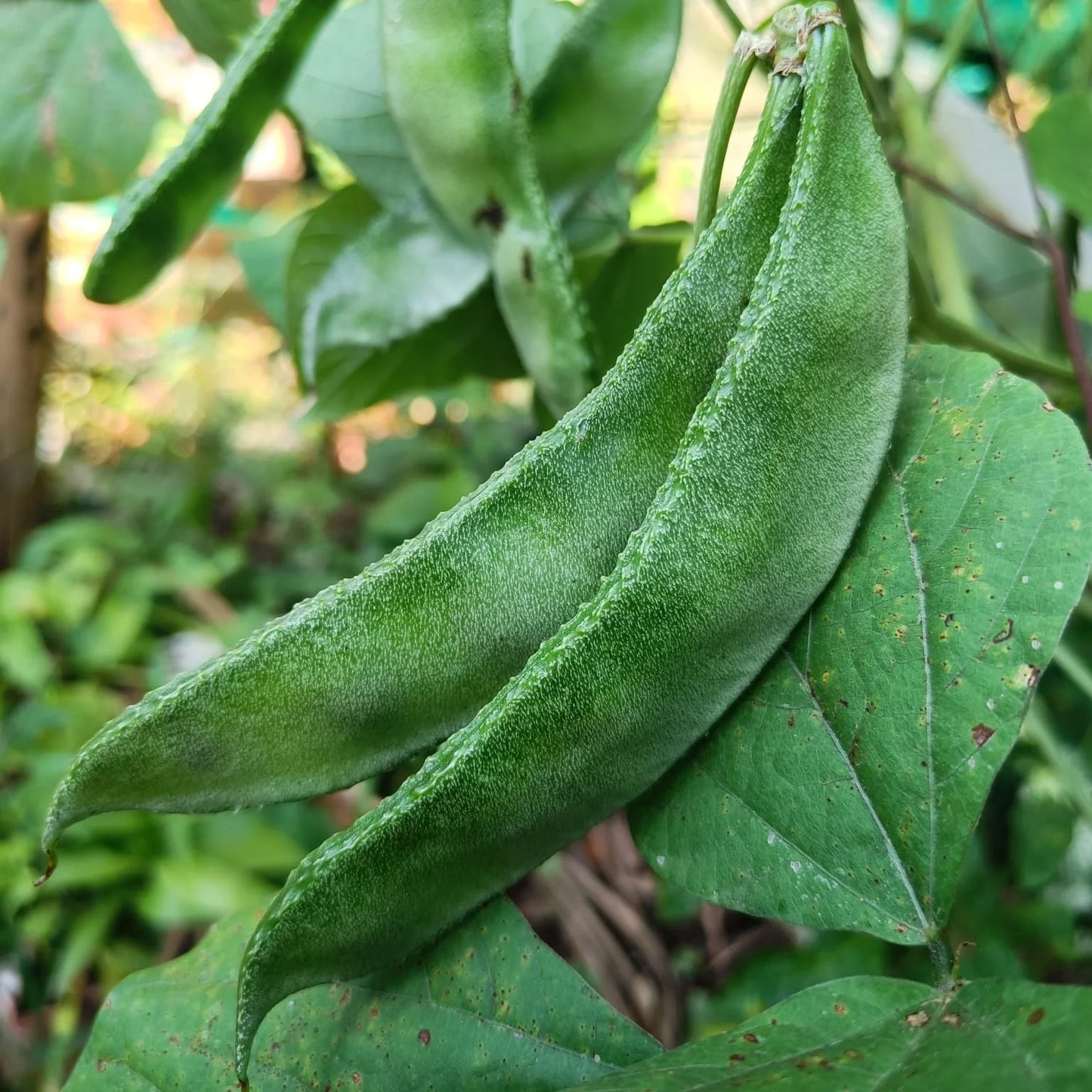 Green Hyacinth Seeds 5 pcs | Heirloom Vine Bean | Fast Growing Climbing Vegetable for Home Garden