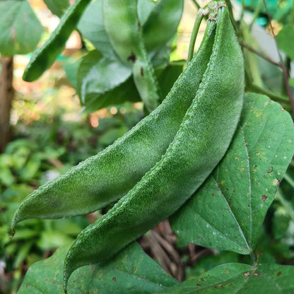 Green Hyacinth Seeds 5 pcs | Heirloom Vine Bean | Fast Growing Climbing Vegetable for Home Garden
