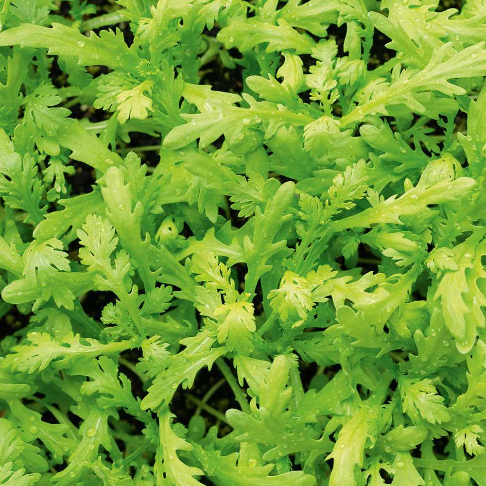 Small Leaf Garland Seeds 500pcs Repacked | Ornamental Climbing Vine | Home Garden Plants