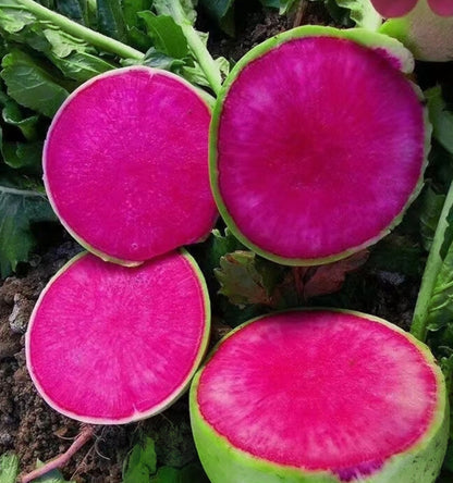 Green Round Daikon Red Core Radish Seeds 100pcs Repacked | Heirloom Edible Vegetable | Home Garden Seeds