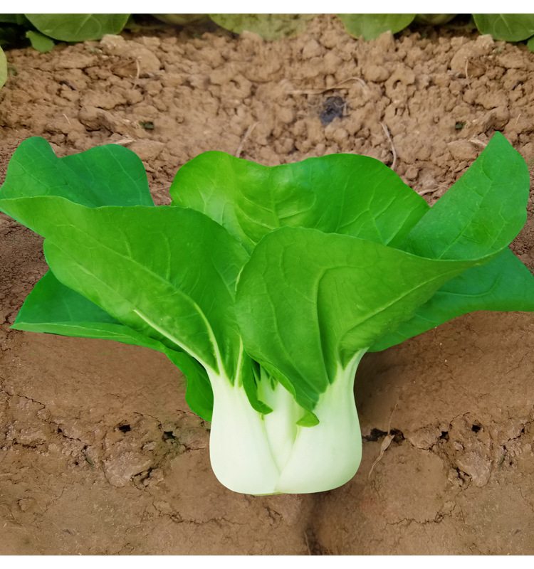Premium Pack White Pechay Seeds 5,000pcs | High Germination | Fast-Growing Vegetable