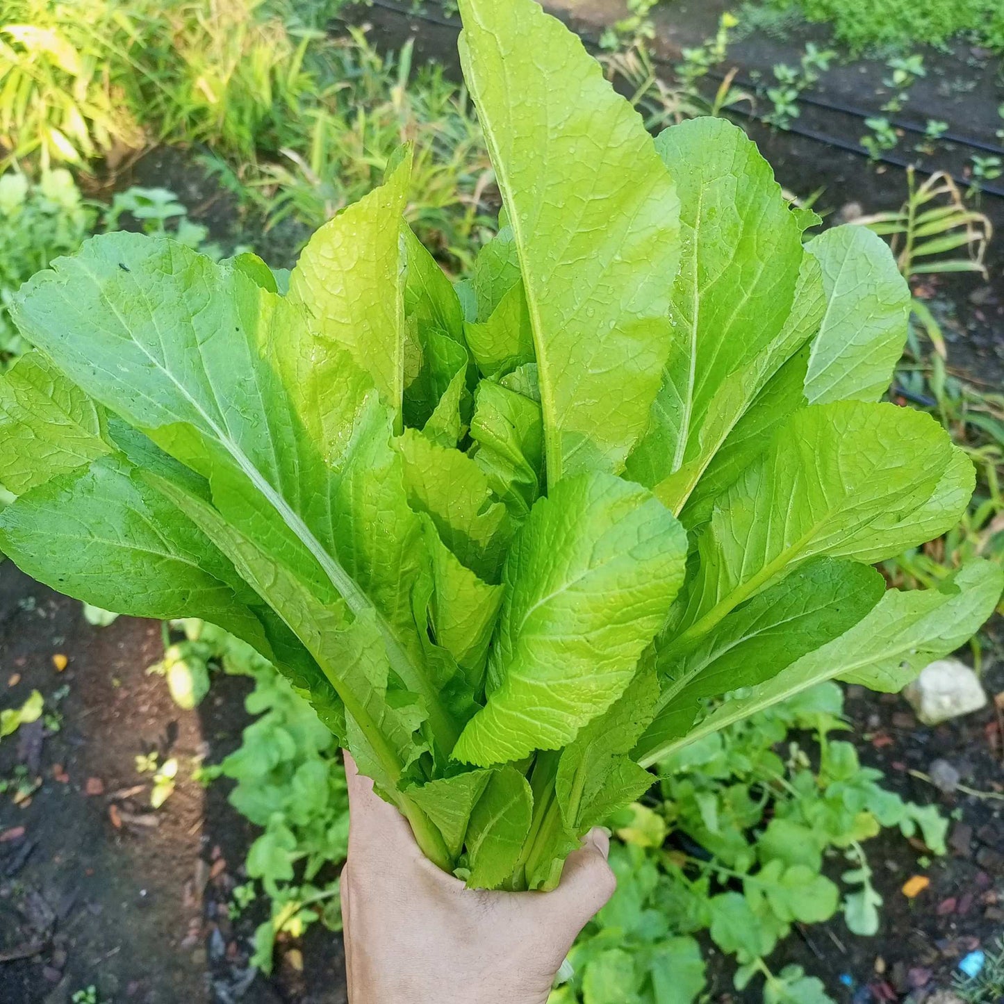 Green Mustasa Seeds 500pcs Repacked | Mustard Greens Leafy Vegetable | Fast Growing Easy Plant | Home Garden Seeds