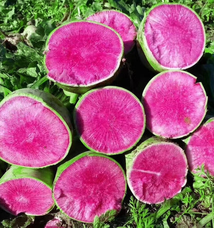 Green Round Daikon Red Core Radish Seeds 100pcs Repacked | Heirloom Edible Vegetable | Home Garden Seeds