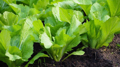 Green Mustasa Seeds 500pcs Repacked | Mustard Greens Leafy Vegetable | Fast Growing Easy Plant | Home Garden Seeds