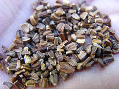 Big Leaf Garland Chrysanthemum Seeds 500pcs Repacked | Home Garden Plants