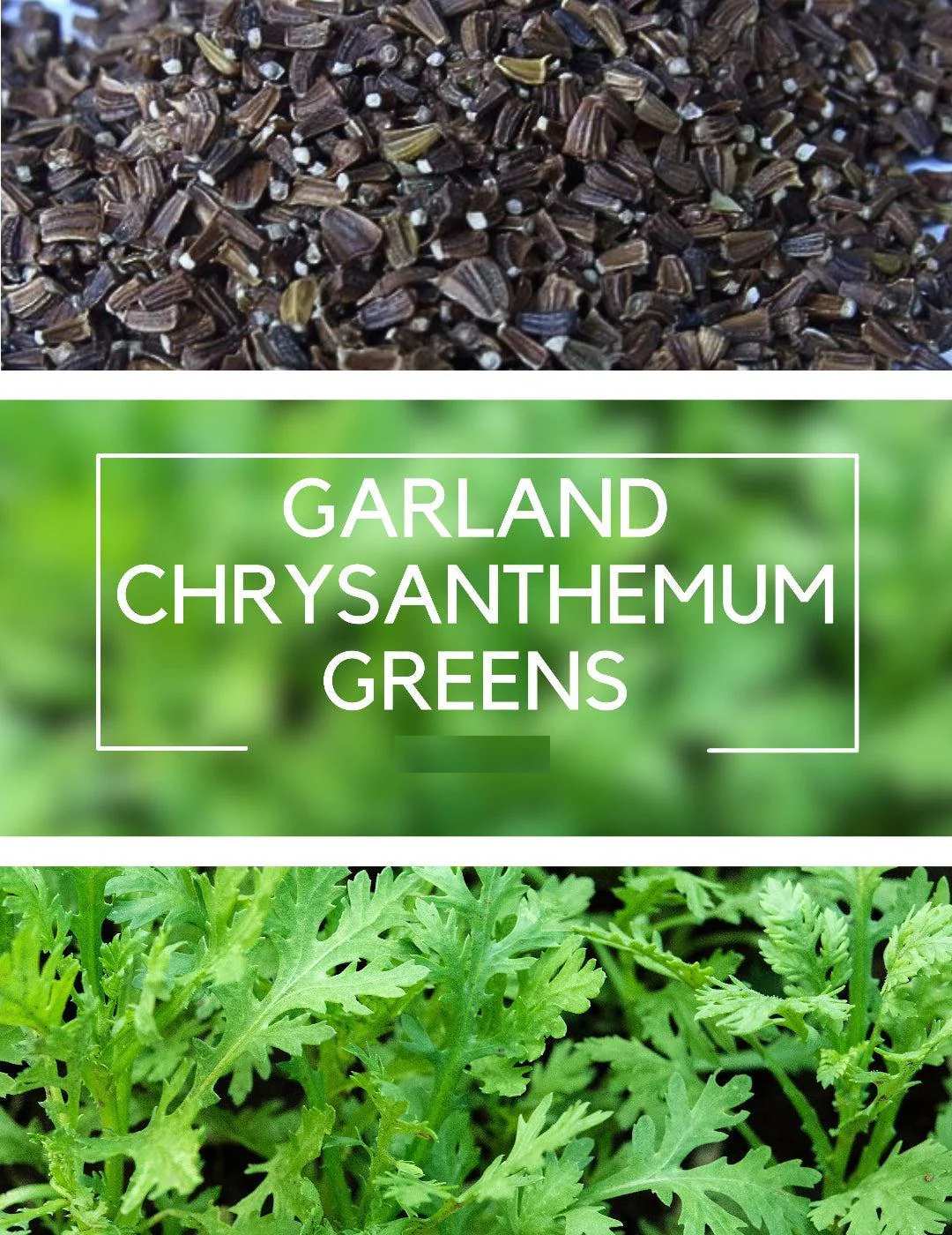 Small Leaf Garland Seeds 500pcs Repacked | Ornamental Climbing Vine | Home Garden Plants