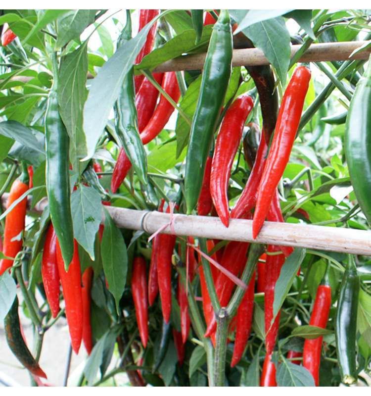 Sili Pangsigang 100 Seeds - Mild Chili Pepper, Pang Sigang, Garden Seeds