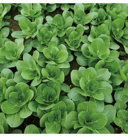 Premium Pack White Pechay Seeds 5,000pcs | High Germination | Fast-Growing Vegetable