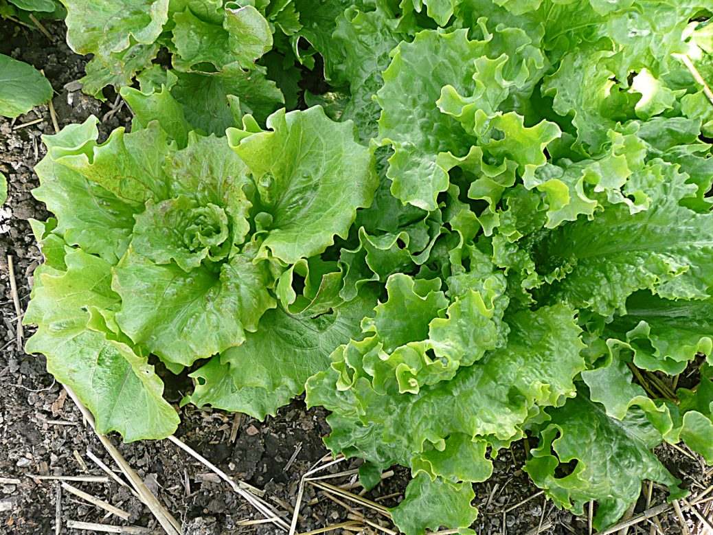 Lettuce – 250 Seeds (Repacked)