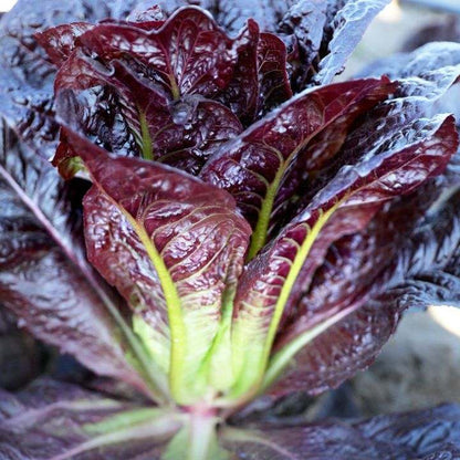 Purple Great Romaine Lettuce Seeds 500 Seeds