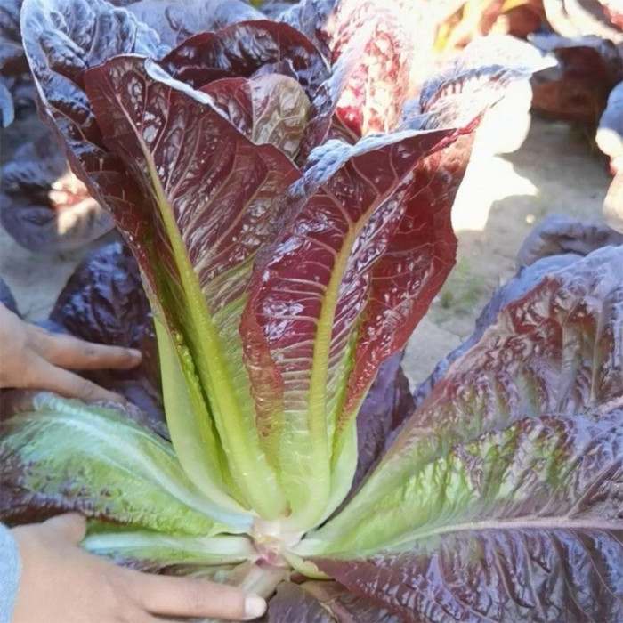 Purple Great Romaine Lettuce Seeds 500 Seeds