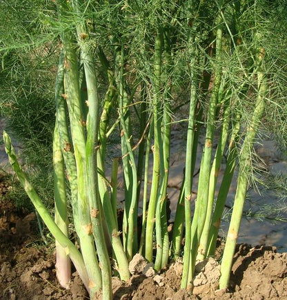 Asparagus Seeds – 25 Repacked Seeds | Nutritious, Perennial Vegetable for Home Gardens