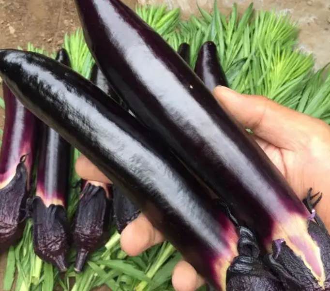 Purple Eggplant Seeds – 150 Repacked Seeds | High-Yield Variety with Glossy Skin & Mild Flavor | Easy to Grow for Home Gardens