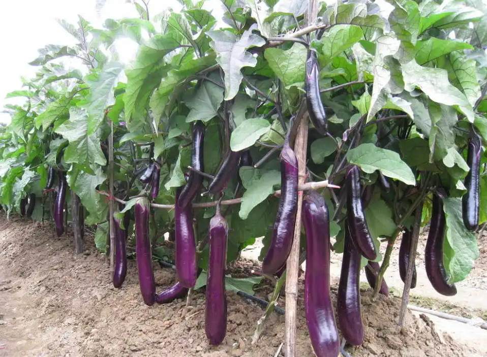 Purple Eggplant Seeds – 150 Repacked Seeds | High-Yield Variety with Glossy Skin & Mild Flavor | Easy to Grow for Home Gardens