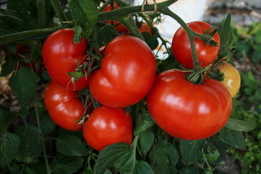 American Red Tomato Seeds – 50 Repacked Seeds High-Yield, Juicy & Sweet Variety for Home Gardens