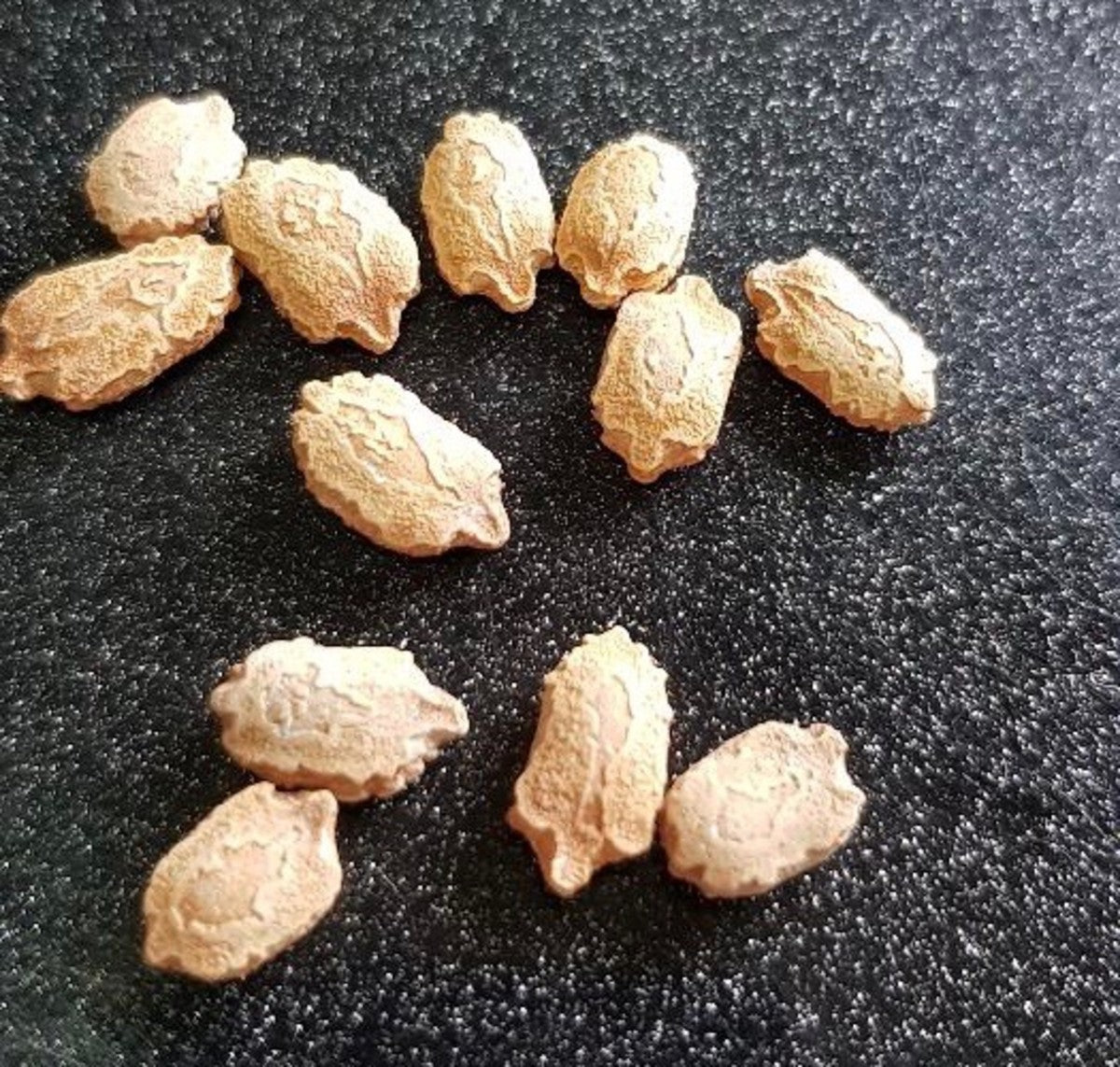 White Apple Ampalaya Seeds (5 pcs) | Rare Heirloom Bitter Gourd | Fast Growing Vine Vegetable for Tropical Home Garden