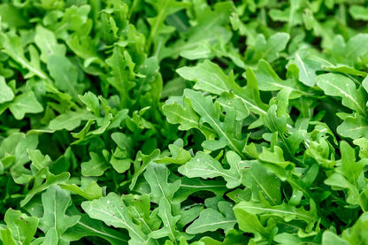 Arugula Seeds – 500 Repacked Seeds | Fast-Growing, Nutritious Leafy Green for Home Gardens