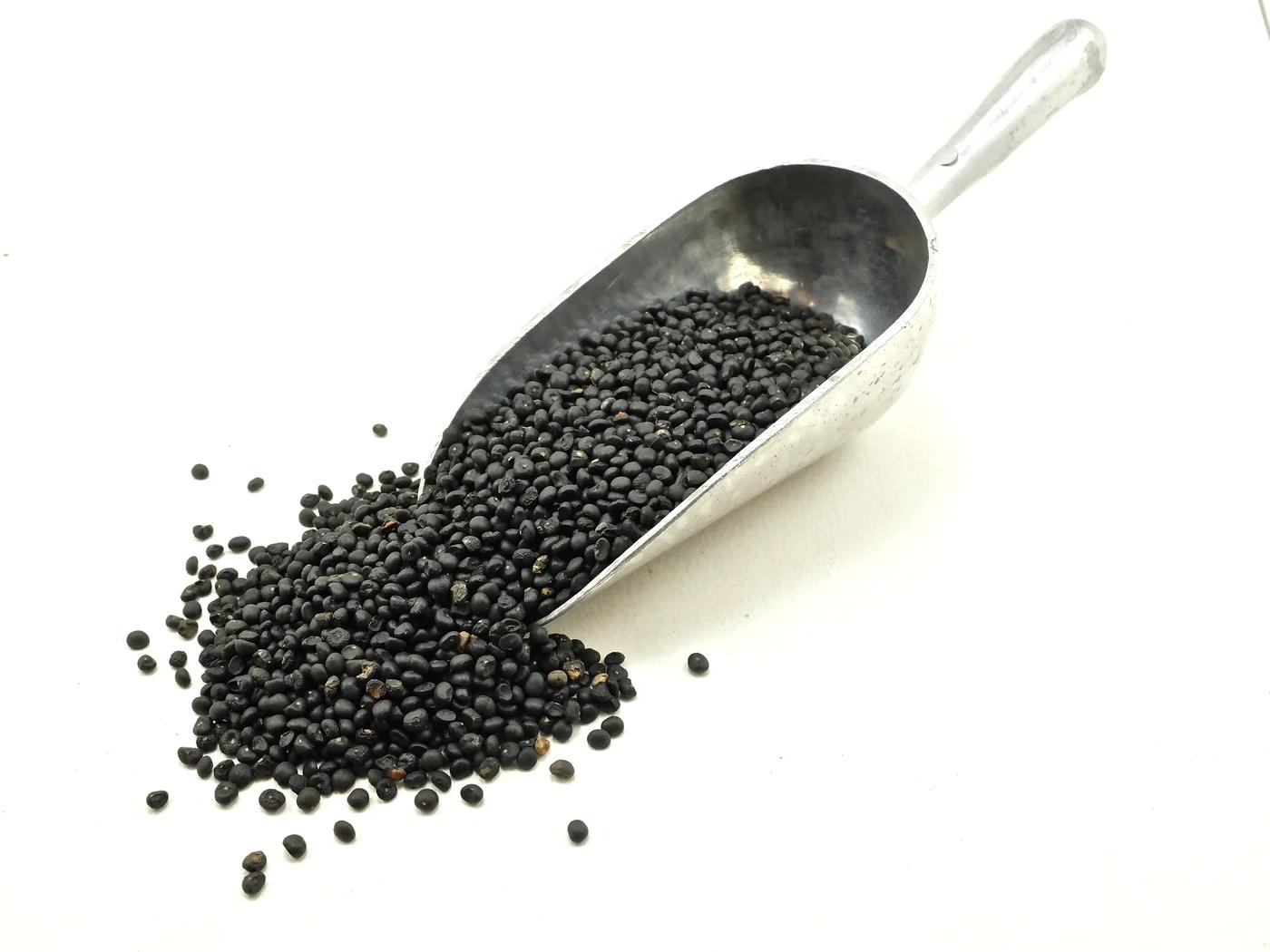 Asparagus Seeds – 25 Repacked Seeds | Nutritious, Perennial Vegetable for Home Gardens