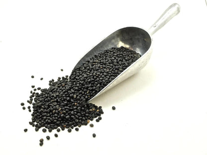 Asparagus Seeds – 25 Repacked Seeds | Nutritious, Perennial Vegetable for Home Gardens