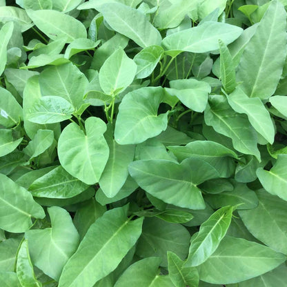 Big Leaf Kangkong Seeds – 50 Repacked Seeds | Fast-Growing, Nutritious Greens for Home Gardens