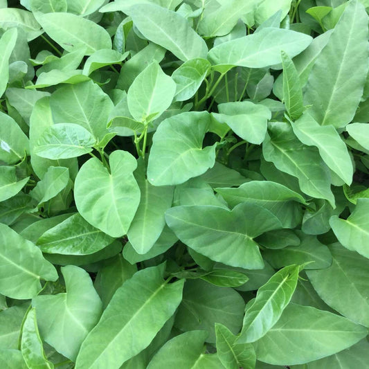 Big Leaf Kangkong Seeds – 50 Repacked Seeds | Fast-Growing, Nutritious Greens for Home Gardens