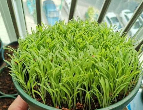 TRIAL PACK BAHIA Grass Lawn Seeds 50grams ( 10,000 seeds )