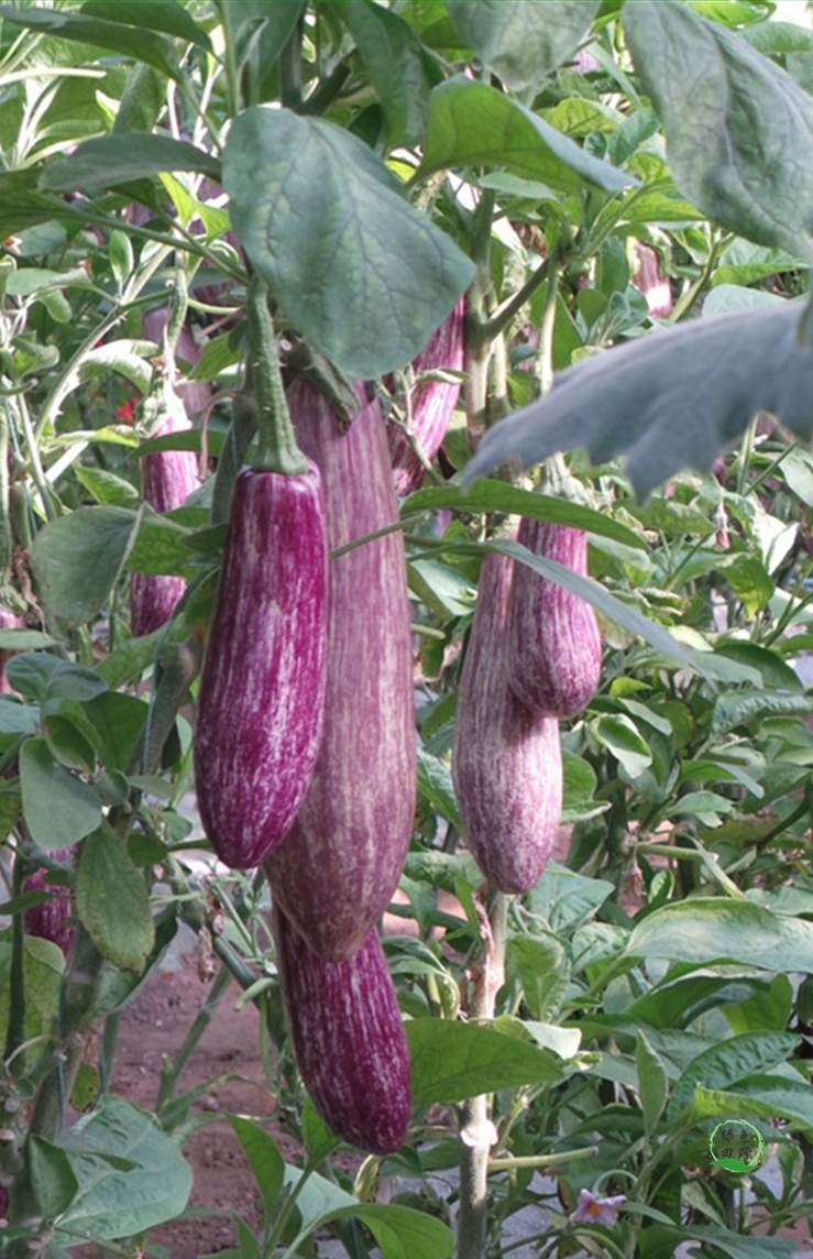 Bamboo Silk Eggplant Seeds – 150 Repacked Seeds | Rare, High-Yield Variety with Smooth Skin & Rich Flavor | Non-GMO, Easy to Grow for Home Gardens