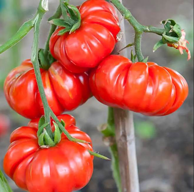 Beefsteak Heirloom Tomato Seeds – Large, Juicy Slicing Tomato (50 Seeds)