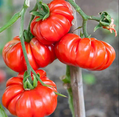 Beefsteak Heirloom Tomato Seeds – Large, Juicy Slicing Tomato (50 Seeds)