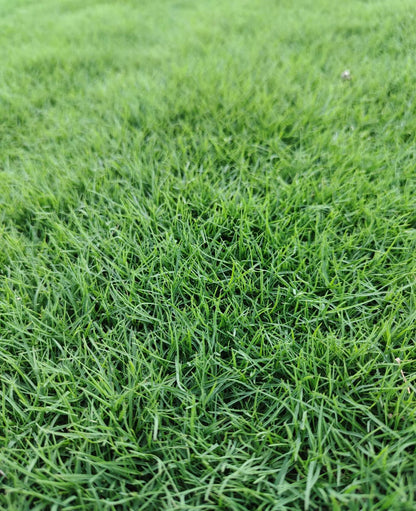 NEW BIG Bermuda Golf Lawn Grass Seeds 500grams ( 300,000 seeds )