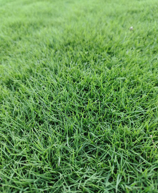 NEW BIG Bermuda Golf Lawn Grass Seeds 500grams ( 300,000 seeds )