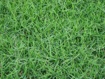 TRIAL PACK NEW BIG Bermuda Golf Lawn Grass Seeds 50grams ( 25,000 seeds )