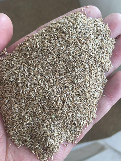 NEW BIG Bermuda Golf Lawn Grass Seeds 500grams ( 300,000 seeds )