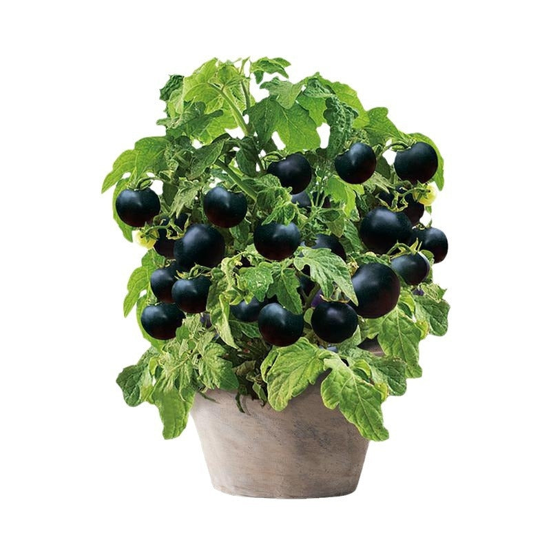Black Cherry Potted Tomato Seeds – 50 Repacked Premium Seeds for Home Garden