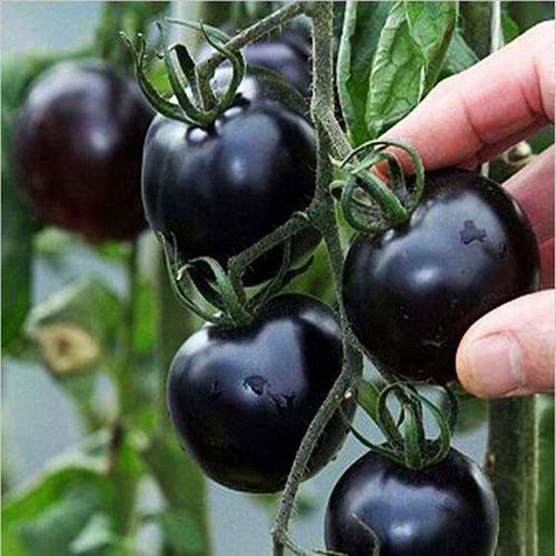 Black Cherry Tomato Seeds – 50 Repacked Seeds for Home Garden