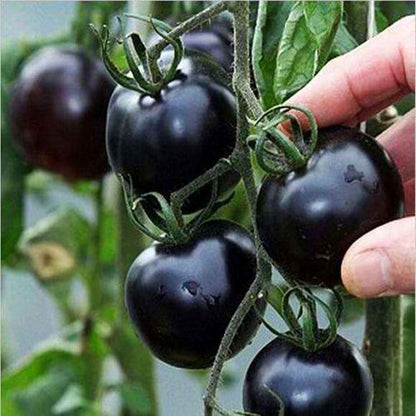 Black Cherry Tomato Seeds – 50 Repacked Seeds for Home Garden