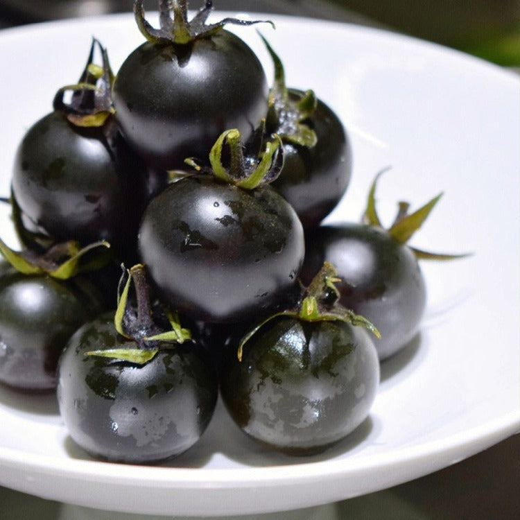 Black Cherry Potted Tomato Seeds – 50 Repacked Premium Seeds for Home Garden
