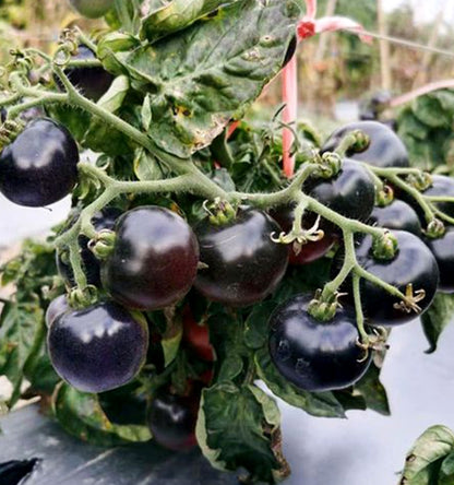 Black Cherry Potted Tomato Seeds – 50 Repacked Premium Seeds for Home Garden
