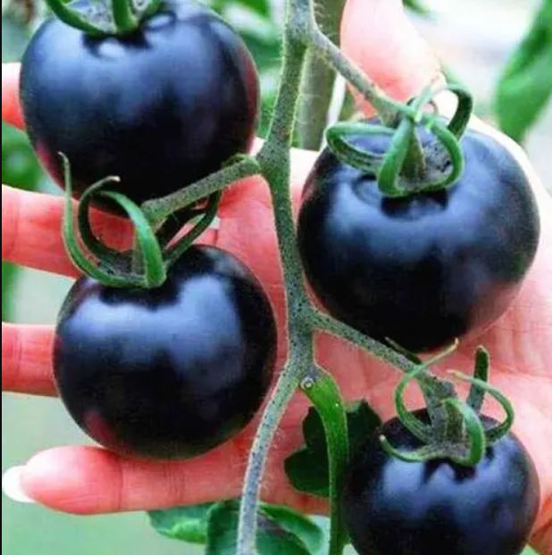Black Cherry Tomato Seeds – 50 Repacked Seeds for Home Garden