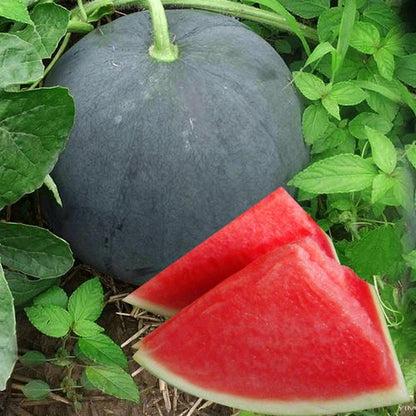 Black Round Seedless Watermelon Seeds – 15 Repacked Premium Seeds for Home Garden