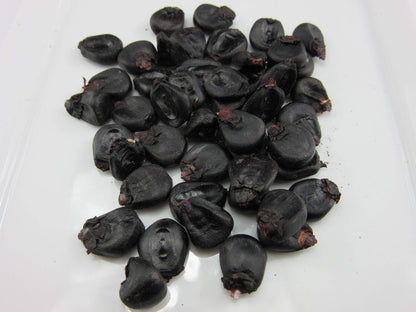 Black Corn Seeds – 50 Seeds per Pack