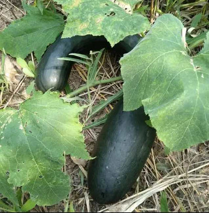 Black Long Pumpkin Seeds – 10 Repacked Seeds