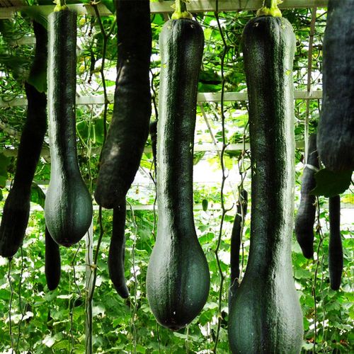 Black Long Pumpkin Seeds – 10 Repacked Seeds