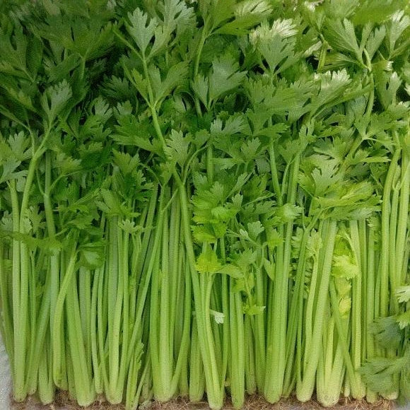 Small Celery Seeds – 3000 Repacked Seeds | Nutritious, High-Yield Variety | Easy to Grow for Home Gardens