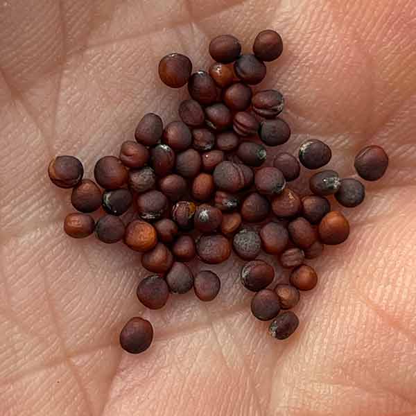 Chinese Cabbage Seeds – 300 Repacked Seeds | Fast-Growing, Nutritious Leafy Vegetable for Home Gardens