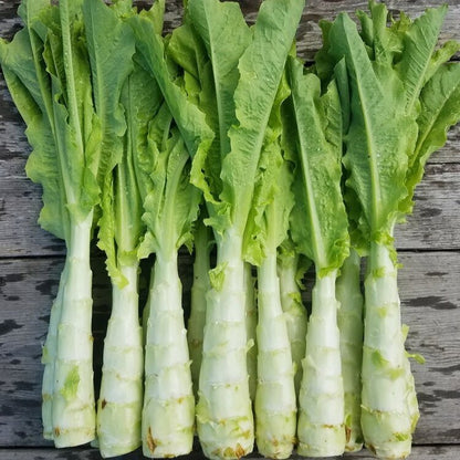 Green Asparagus Lettuce 500 Seeds