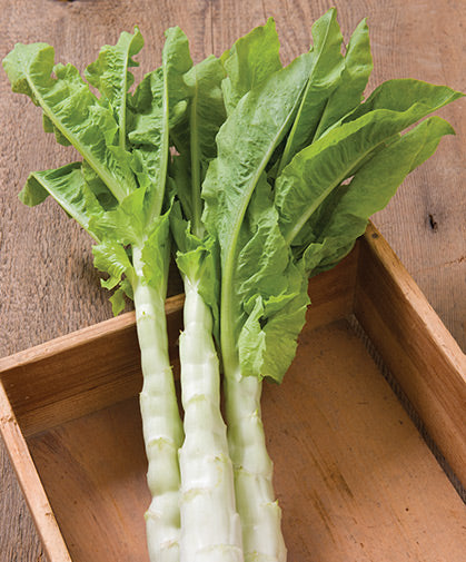 Green Asparagus Lettuce 500 Seeds